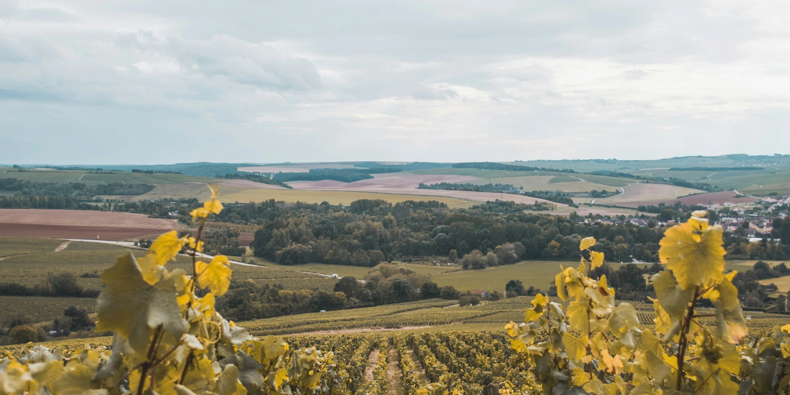 Les Avantages du Parcours Administration et Justice du BUT CJ (Carrières Juridiques) Les Avantages du Parcours Administration et Justice du BUT CJ (Carrières Juridiques)