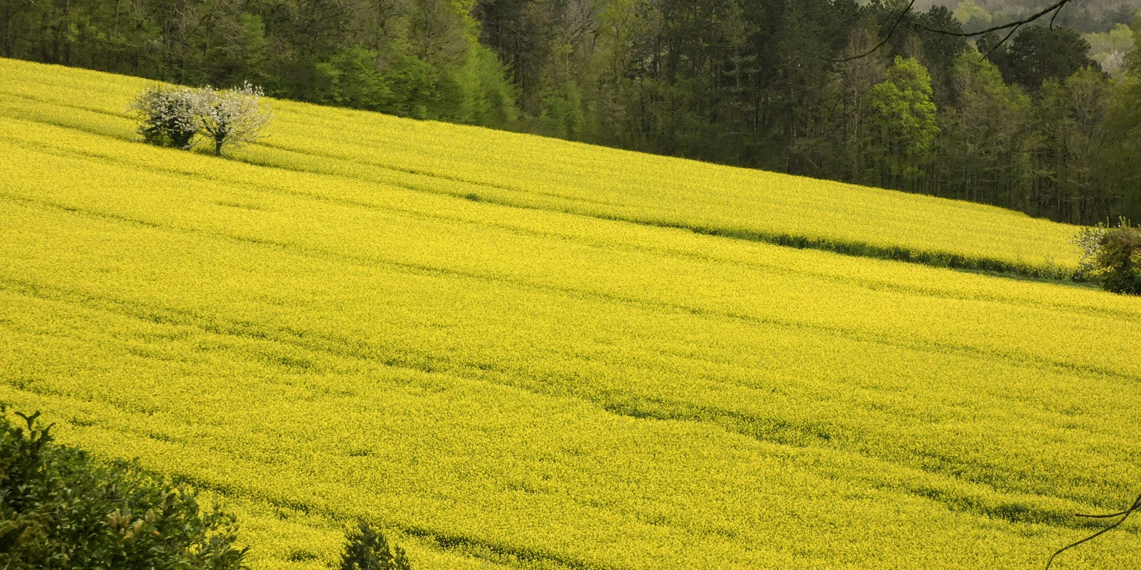 Pourquoi Choisir le Parcours Patrimoine et Finance du BUT CJ (Carrières Juridiques) ?