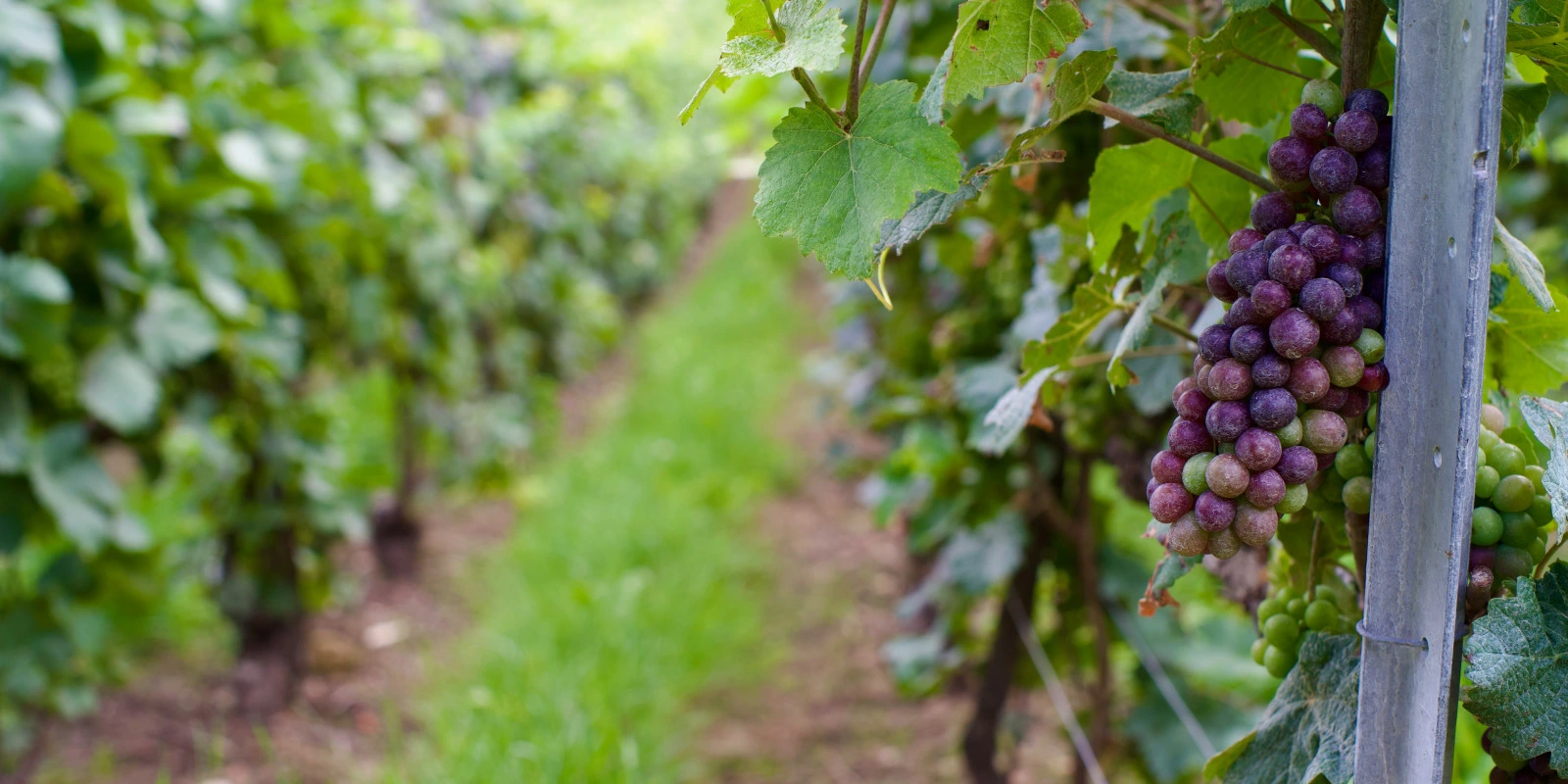 Pourquoi Intégrer le BUT CJ (Carrières Juridiques) ?