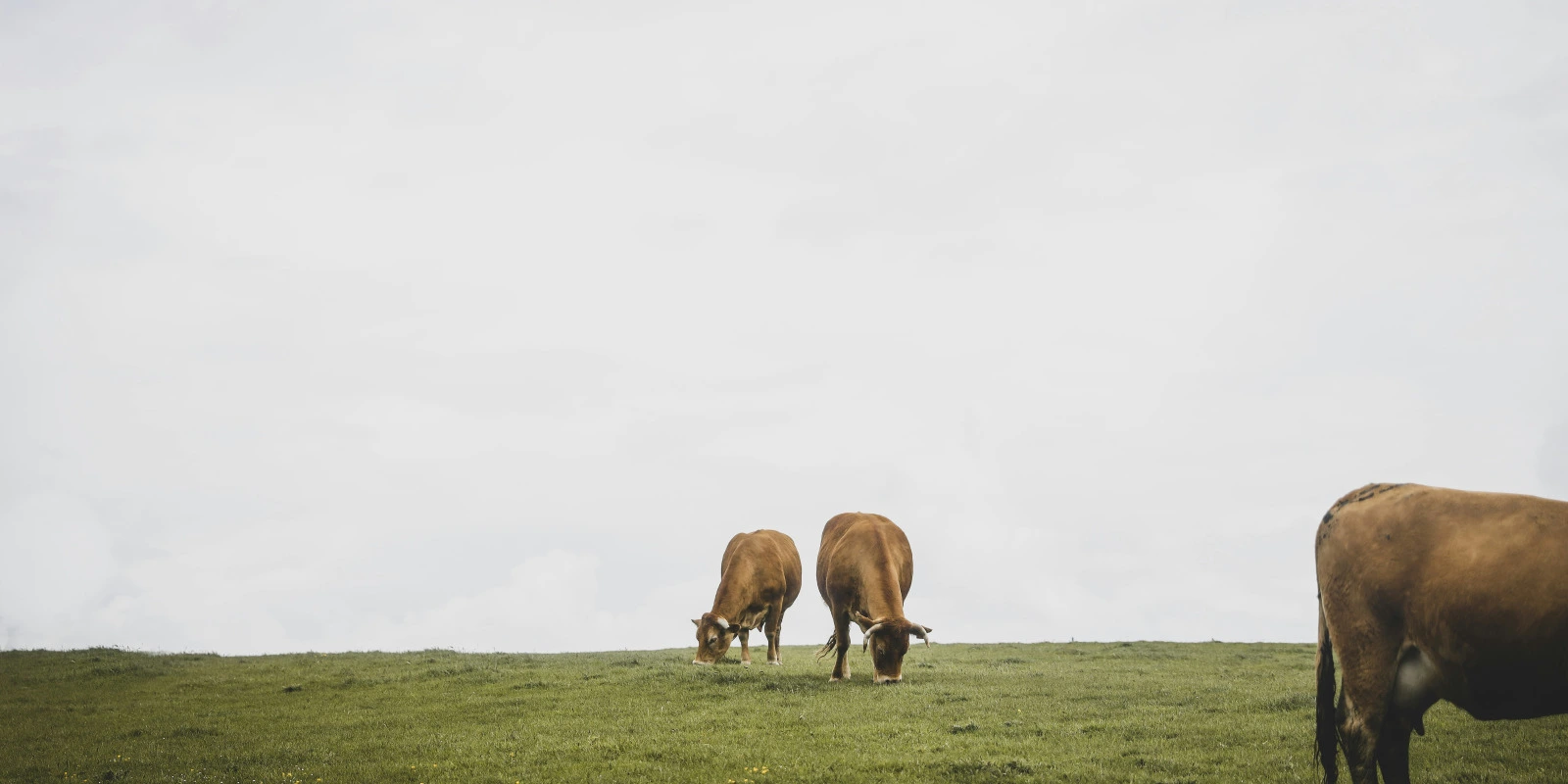 Quels Débouchés après le BUT CJ (Carrières Juridiques) ?